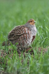 Partridge (Perdix perdix), standing in a field, Lower Austria, Austria, Europe