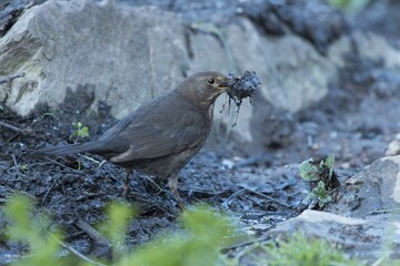 Blackbird (Turdus merula), female, collects nesting material, Hesse, Germany, Europe