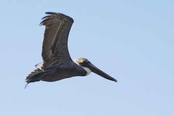 Brown Pelican (Pelecanus occidentalis), flying, Rio Lagartos, Yucatan, Mexico, Central America