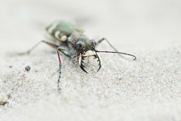 Cicindela sylvicola (Cicindela sylvicola), Province of Drenthe, Netherlands