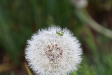 Obraz premium spring flowers