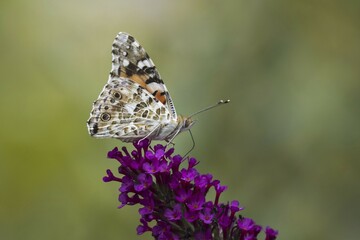 Painted lady (Vanessa cardui) on butterfly-bush (Buddleja davidii), Hesse, Germany, Europe
