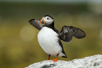 Puffin (Fratercula arctica), Farne Islands, Northumberland, England, United Kingdom, Europe