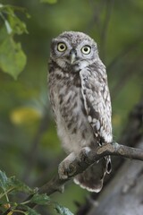 Little owl (Athene noctua) sitting on branch in tree, Emsland, Lower Saxony, Germany, Europe