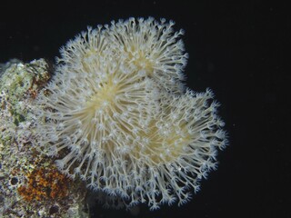 Common mushroom coral (Sarcophyton glaucum) at night, St. Johns Reef dive site, Red Sea, Egypt, Africa