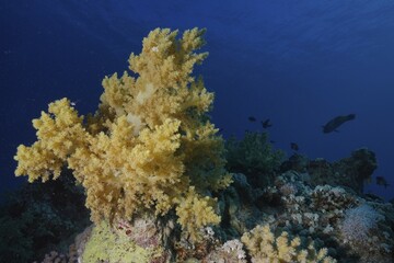 Broccoli tree (Litophyton arboreum), Fury Shoals reef dive site, Red Sea, Egypt, Africa © Rolf von Riedmatten/imageBROKER