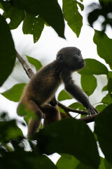 little howler monkey baby