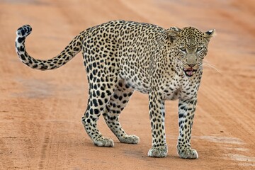 Leopard (Panthera pardus) stands on sand track and licks his mouth, Tsavo West National Park, Kenya, Africa