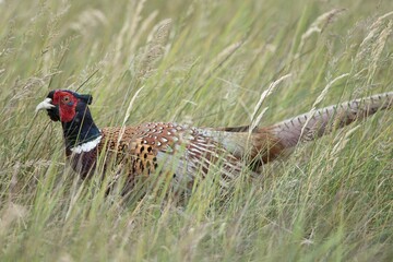 Hunting Pheasant (Phasianus colchicus) in tall grass, Emsland, Lower Saxony, Germany, Europe