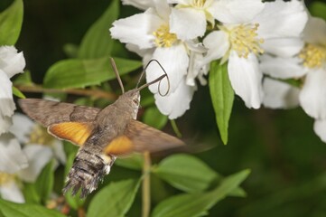 Hummingbird hawk-moth (Macroglossum stellatarum) approaching a Spirea (Spiraea) flower,...