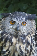 Eurasian eagle-owl (Bubo bubo), portrait, Emsland, Lower Saxony, Germany, Europe