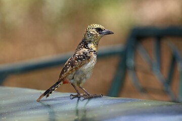 D'Arnaud's barbet (Trachyphonus darnaudii), Lake Manyara National Park, Tanzania, Africa