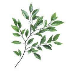 Naklejka premium A single plant with green leaves on a white background, ideal for use in presentations, marketing materials and websites