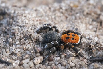 Ladybird Spider (Eresus kollari) in gravel, Brandenburg, Germany, Europe
