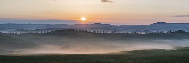Cypresses (Cupressus) in foggy mood in hilly landscape, province of Siena, Tuscany, Italy, Europe