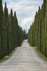 Access road to the Corte Pavone winery, cypress (Cupressus) avenue, Tuscany, Arezzo, Italy, Europe