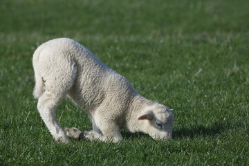 Lamb kneels for browsing, domestic sheep (Ovis orientalis aries) young animal, nature reserve Wedeler Marsh, Wedel, Schleswig-Holstein, Germany, Europe