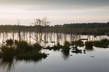 Moorland at dawn, Emsland, Lower Saxony, Germany, Europe