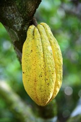 Cocoa tree (Theobroma cacao), cocoa fruit, Cordillera Oriental, Dominican Republic, Central America
