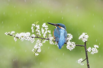 Kingfisher (Alcedo atthis), male in rain on blackthorn, Hesse, Germany, Europe