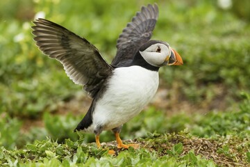 Puffin (Fratercula arctica), Farne Islands, Northumberland, England, United Kingdom, Europe