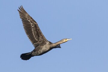 Obraz premium Flying great cormorant (Phalacrocorax carbo), Hesse, Germany, Europe