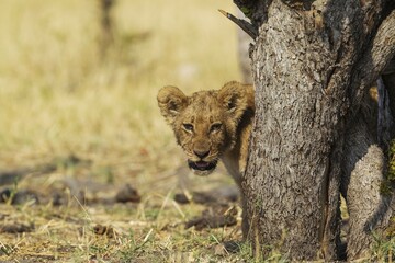 Lion (Panthera leo), cub, Savuti, Chobe National Park, Botswana, Africa