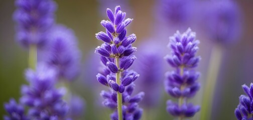 Obraz premium Detailed macro of a lavender flower (Lavandula angustifolia), showing the tiny purple buds and soft, velvety texture of the petals, AI generated