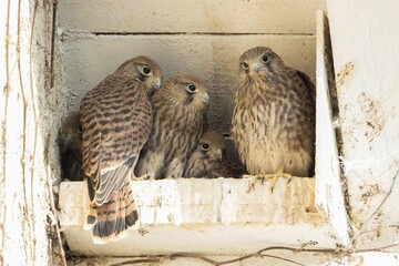 Young common kestrels (Falco tinnunculus) in nest box, Hesse, Germany, Europe