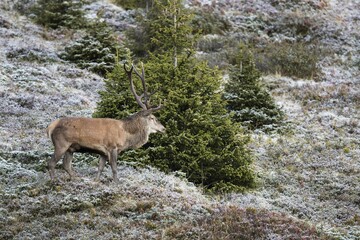 Red deer (Cervus elaphus), male runs through snow-covered landscape, rutting season, Stubai Valley, Tyrol, Austria, Europe