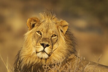 Lion (Panthera leo), male, portrait, Kalahari Desert, Kgalagadi Transfrontier Park, South Africa, Africa