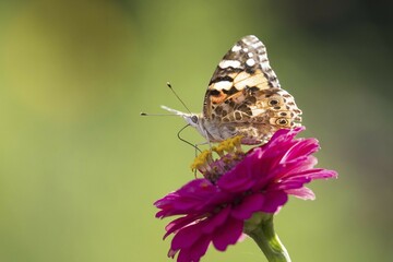 Painted lady (Vanessa cardui) on Zinnia (Zinnia elegans), Hesse, Germany, Europe