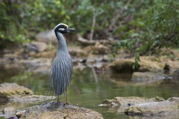 Yellow-crowned night heron (Nyctanassa violacea) stands on stone by the water, Parque Guanayara, Cuba, Central America