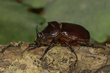 European rhinoceros beetle (Oryctes nasicornis), male on a branch, Baden-Württemberg, Germany, Europe