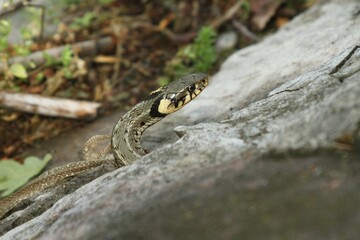 Grass snake (Natrix natrix) with shed snake skin, Lake Balaton, Hungary, Europe