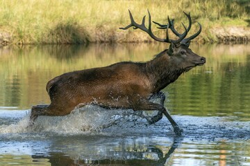 Red deer (Cervus elaphus), stag, rut, running in the pond, Germany, Europe