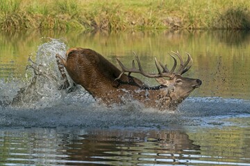 Fototapeta premium Red deer (Cervus elaphus), stag, rut, running in the pond, Germany, Europe