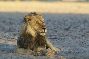 Black-maned lion (Panthera leo vernayi), male, resting in the early morning light, Kalahari Desert, Kgalagadi Transfrontier Park, South Africa, Africa