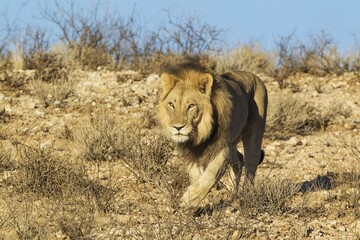 Black-maned lion (Panthera leo vernayi), walking down a rocky slope, Kalahari Desert, Kgalagadi Transfrontier Park, South Africa, Africa