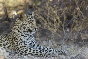 Leopard (Panthera pardus), young female, resting, Kalahari Desert, Kgalagadi Transfrontier Park, South Africa, Africa