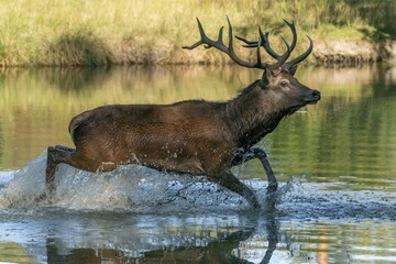 Red deer (Cervus elaphus), stag, rut, running in the pond, Germany, Europe