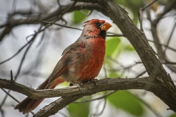 Northern cardinal (Cardinalis cardinalis) sits on a branch, Tucson, Arizona, USA, North America