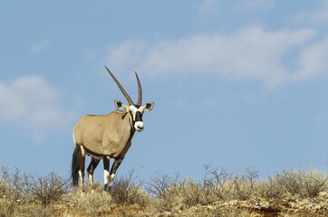Gemsbok (Oryx gazella), male on a rocky ridge, Kalahari Desert, Kgalagadi Transfrontier Park, South...