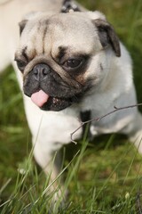 Obraz premium Young pug, poking out its tongue