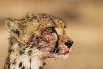 Cheetah (Acinonyx jubatus), female, animal portrait with bluddy mouth, Kalahari Desert, Kgalagadi Transfrontier Park, South Africa, Africa
