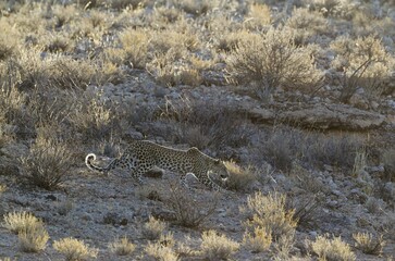 Leopard (Panthera pardus), young female, stalking, Kalahari Desert, Kgalagadi Transfrontier Park,...