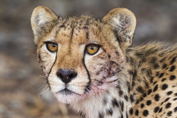 Cheetah (Acinonyx jubatus), female, animal portrait with bluddy mouth, Kalahari Desert, Kgalagadi Transfrontier Park, South Africa, Africa