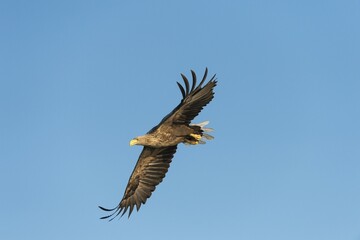 White-tailed Eagle or Sea Eagle (Haliaeetus albicilla), in flight, Mecklenburg Lake District, Mecklenburg-Western Pomerania, Germany, Europe