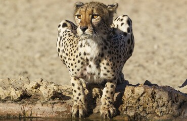 Cheetah (Acinonyx jubatus), female at a waterhole, Kalahari Desert, Kgalagadi Transfrontier Park,...
