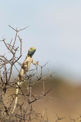 Ground Agama (Agama aculeata), on low scrub, Kalahari Desert, Kgalagadi Transfrontier Park, South Africa, Africa